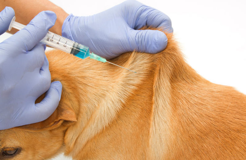 La vacuna de la rabia en perros, ¿es obligatoria?