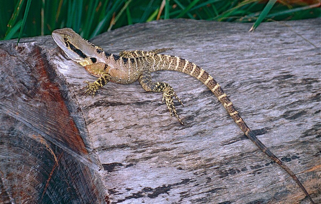 El dragón de agua australiano o Physignathus lesueurii