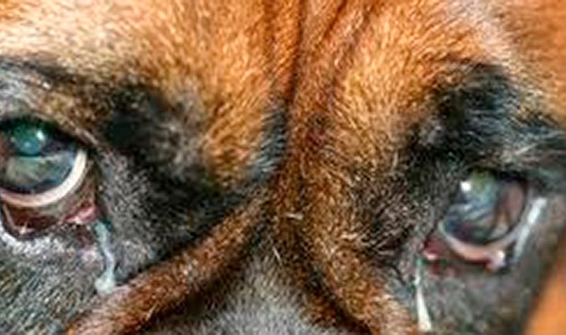 Tipos de secreción ocular en perros
