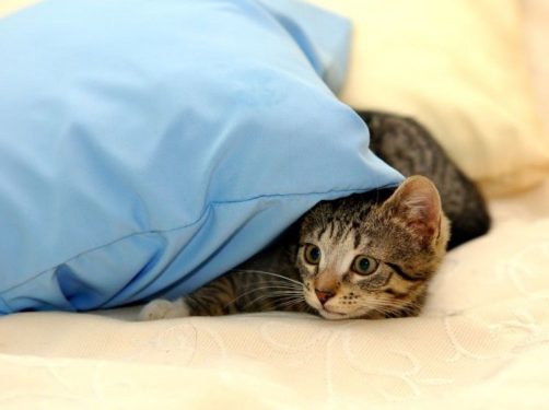 Gatos miedo a los petardos