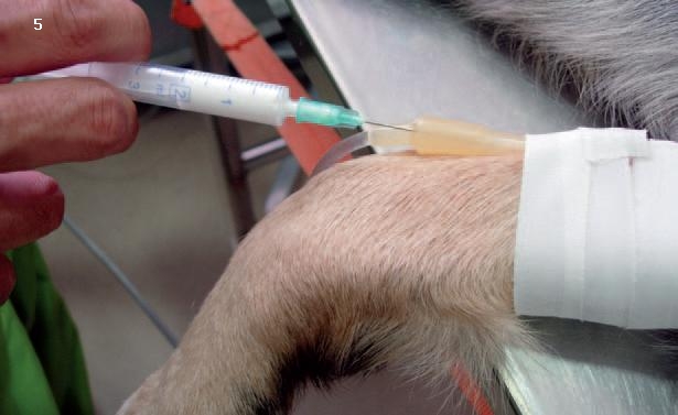 ¿Todas las mascotas se pueden anestesiar y operar?
