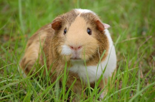 Cobaya
