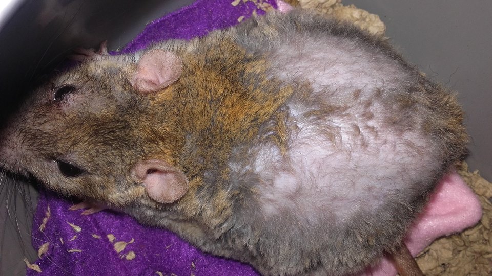 Pérdida de pelo causado por tumores ováricos en ratas