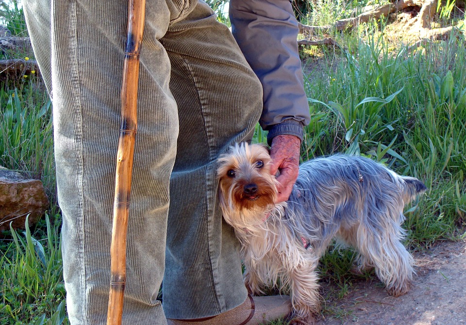 La RSCE lanza una campaña para pasear a los perros de las personas mayores durante la cuarentena