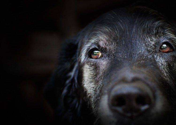 Seis secretos sobre las canas en perros que deberías conocer