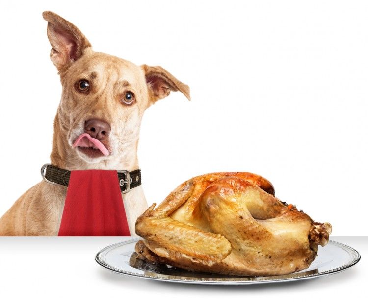¿Qué alimentos del súper son aptos para el perro?