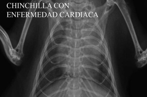 Chinchilla con enfermedad cardíaca - Foto propiedad: Centro Veterinario Madrid Exóticos