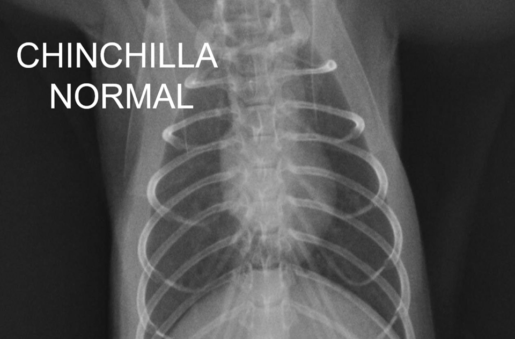 Chinchilla normal - Foto propiedad: Centro Veterinario Madrid Exóticos