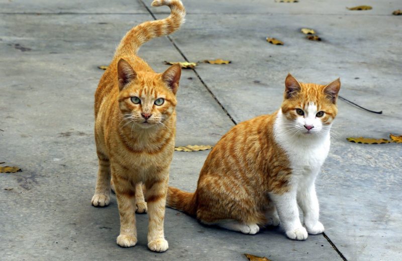 Como cuidar a los gatos con leucemia felina