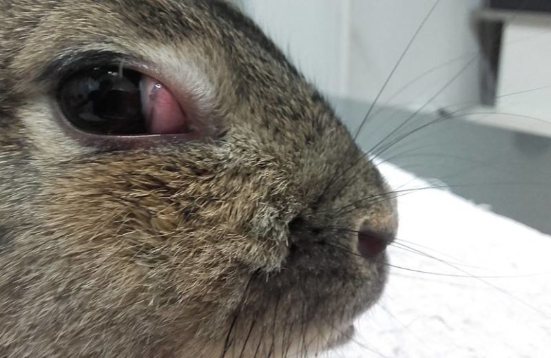 Timomas en conejos… unos tumores muy silenciosos