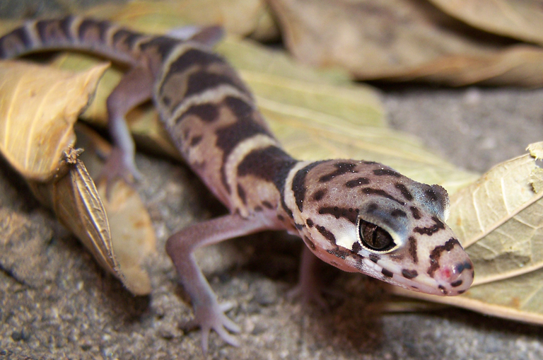 El Gecko Bandeado Centroamericano