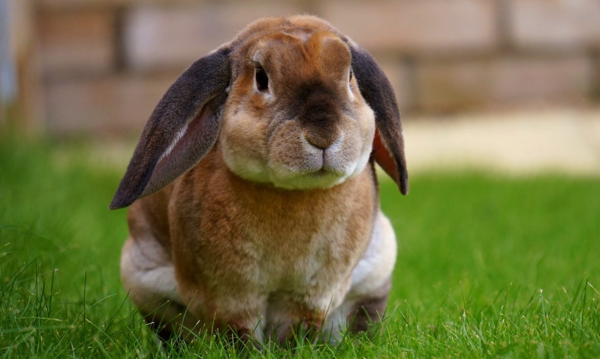 ¿A qué velocidad se come el heno un conejo sano?