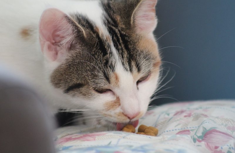 Seis ingredientes que no pueden faltar en la comida del gato