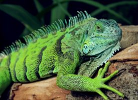 Agresividad en iguanas: ¿es la castración la mejor opción?