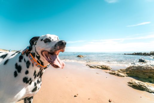 Perro en la playa con sol