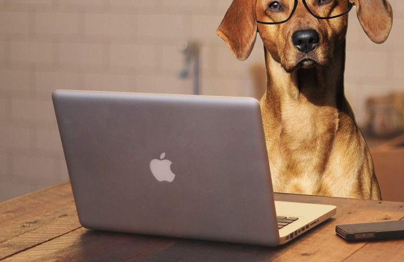 Trabajo de perros: los beneficios de compartir oficina con tu mascota