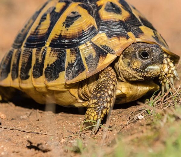 Incautan más de 100 tortugas de diversas especies protegidas en Valencia y Alicante