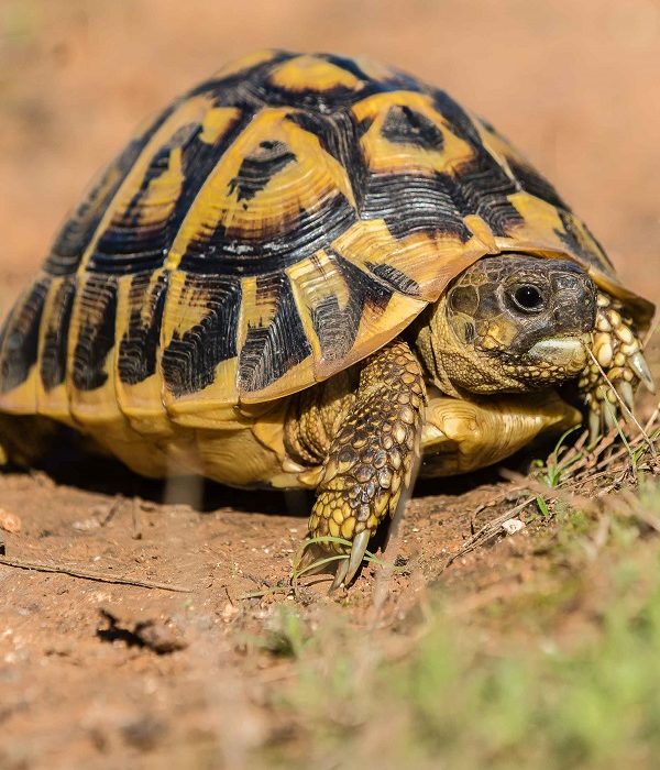 Incautan más de 100 tortugas de diversas especies protegidas en Valencia y Alicante