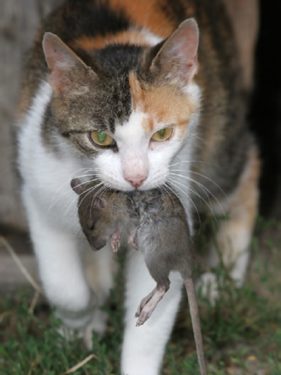 Gato cazando ratones