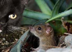 El Grupo de Especialidad de Medicina Felina se posiciona sobre los gatos y la biodiversidad