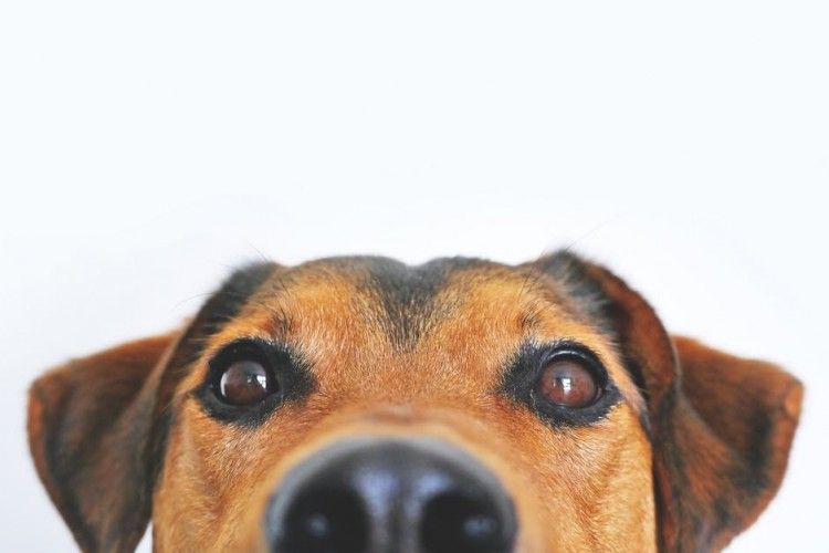 Sudoku para perros: inteligencia canina en forma