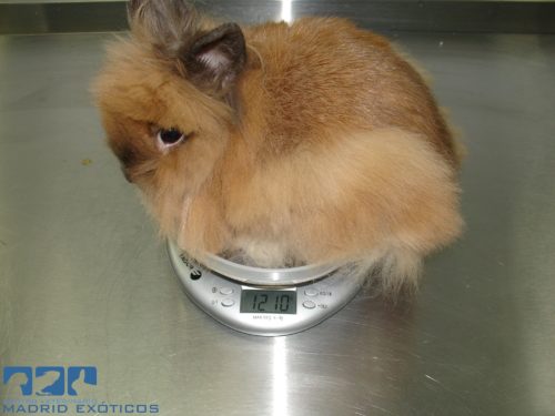 Peso conejos