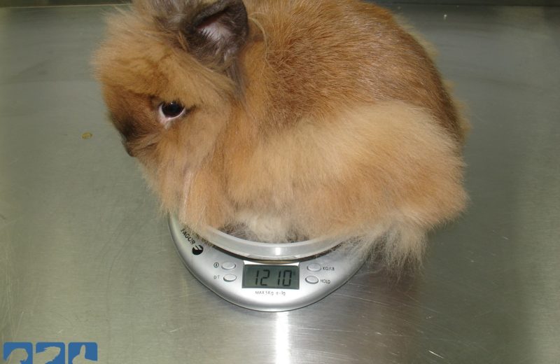 Indicadores de sobrepeso en conejos