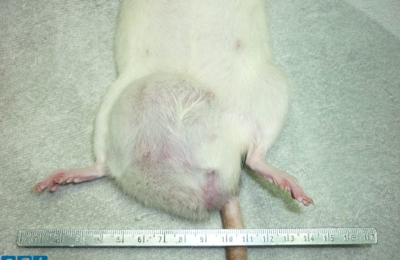 Mi rata tiene un bulto: tumores de mama en ratas