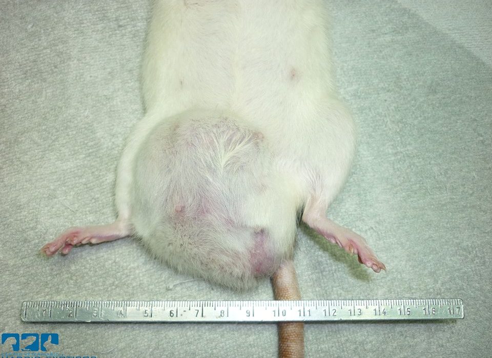 Mi rata tiene un bulto: tumores de mama en ratas