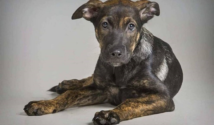Podemos lleva al Congreso el caso de ‘Cooper’, el perro maltratado hasta la muerte en Santovenia (Valladolid)