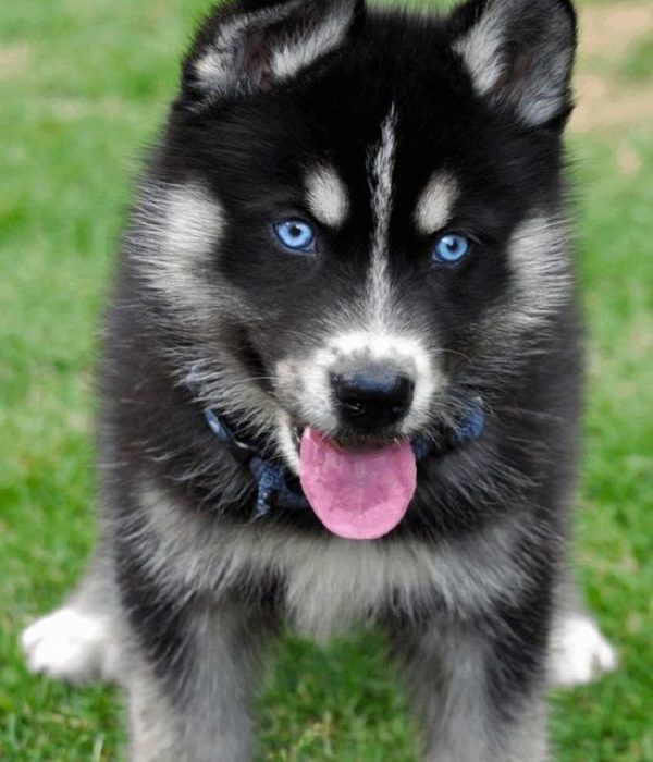¿Por qué los huskies tienen los ojos azules?