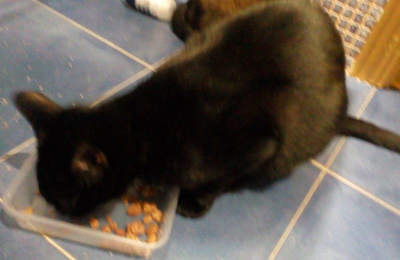 Alimentar a un gato enfermo: ¿cómo reconquistar el paladar felino?