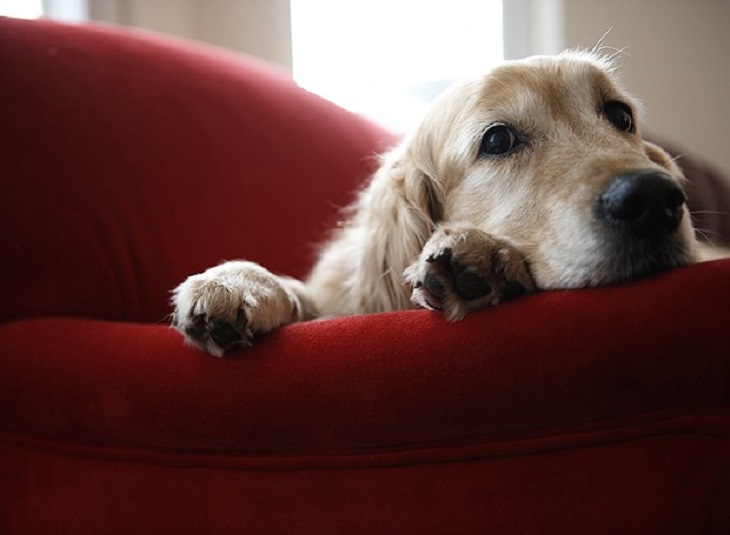 Conductas antisociales y depresivas: así sufren las mascotas la pérdida de sus dueños
