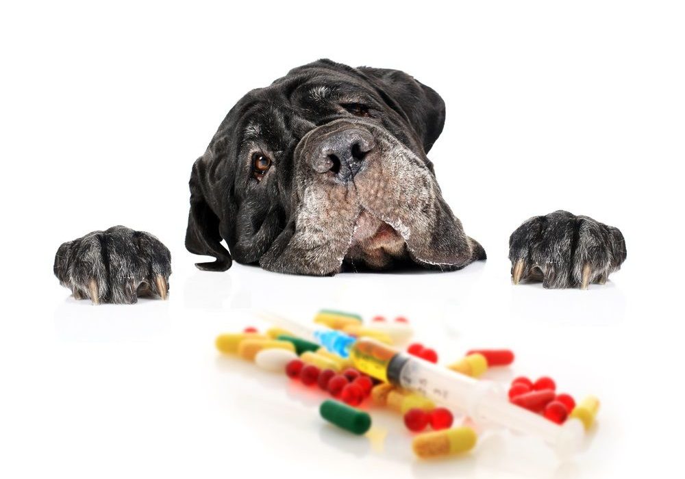 perros-medicamentos