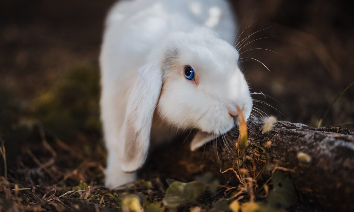 ¿Puedo enseñar a mi conejo a usar la bandeja para hacer sus necesidades?