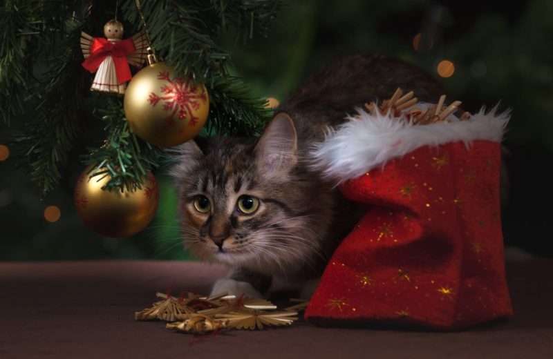 Seis decoraciones navideñas que debes evitar si vives con una mascota