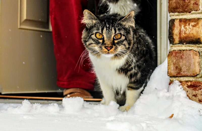 Cuidados invernales en los gatos