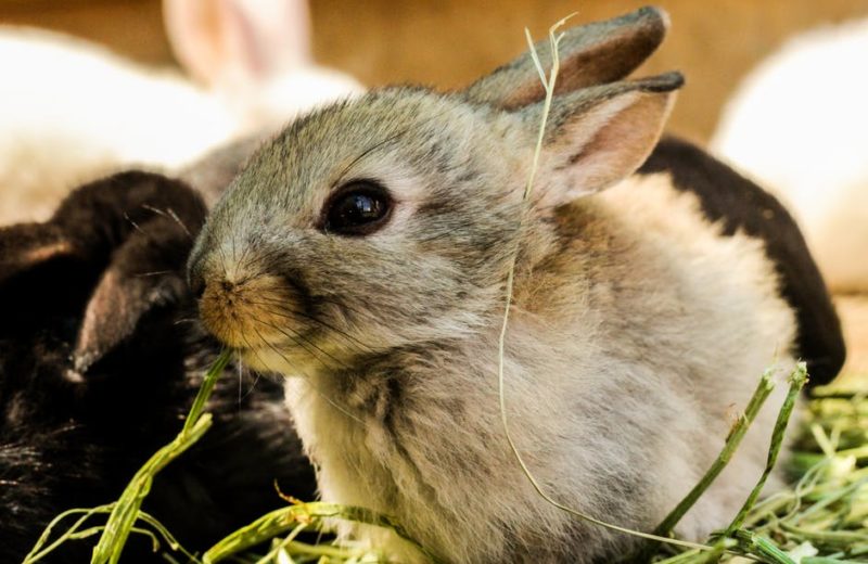 Las respuestas que debes de conocer para tener un conejo sano