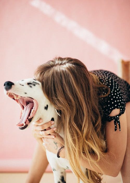 Cinco mentiras sobre los perros sordos que necesita conocer
