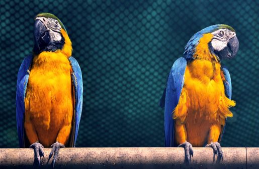 Loros