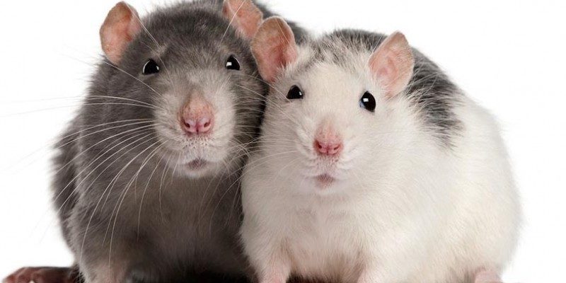 Primeros síntomas de los tumores cerebrales en ratas