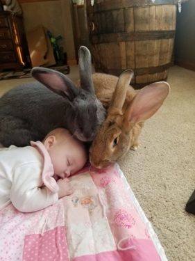 Mascotas conejos con bebé