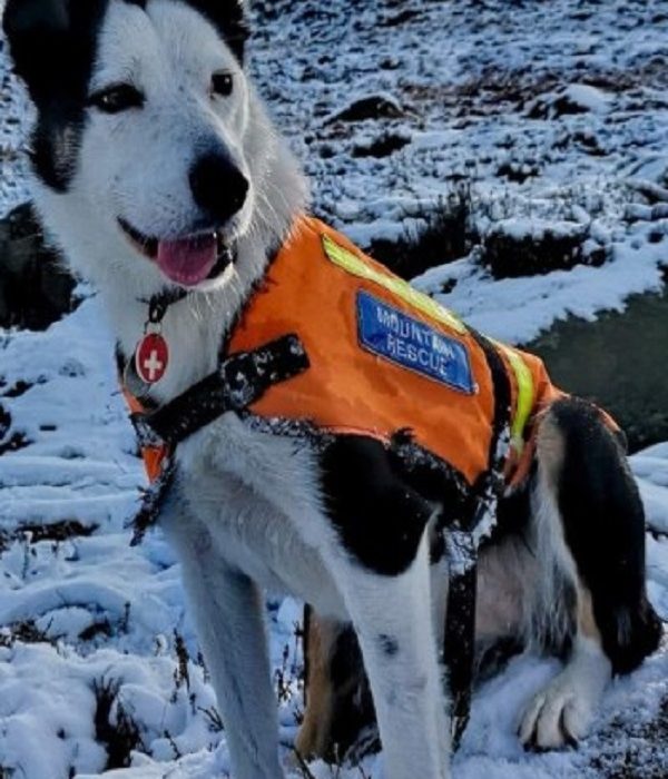 Entrenamiento de un perro de rescate de montaña