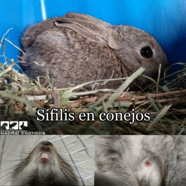 Sífilis en conejos