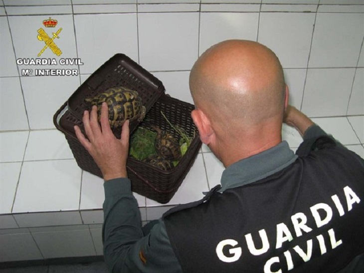 Detenido un hombre por transportar sin documentación una tortuga mora desde Africa