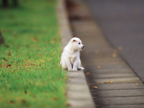 Perro-en-carretera