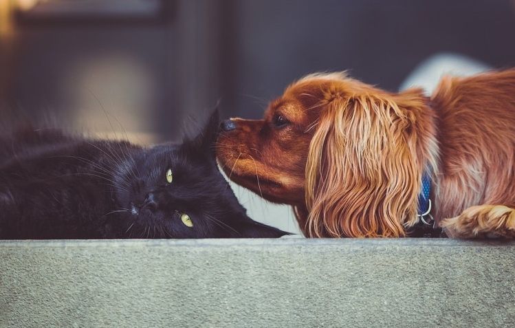 Un estudio desmiente que perros y gatos se lleven mal