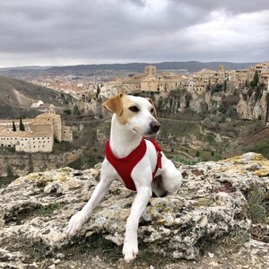 100X100 MASCOTA atraerá a los seguidores de Pipper, el primer perro turista que da la vuelta a España