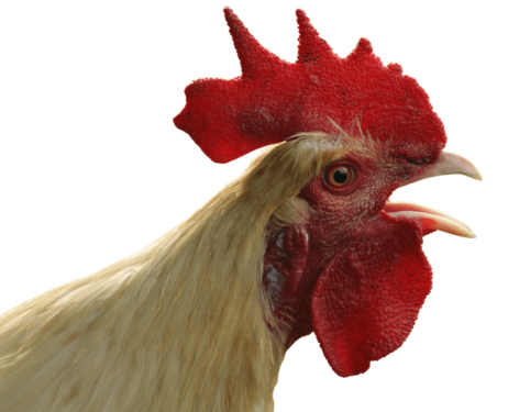 Gallo - pollito de gallina