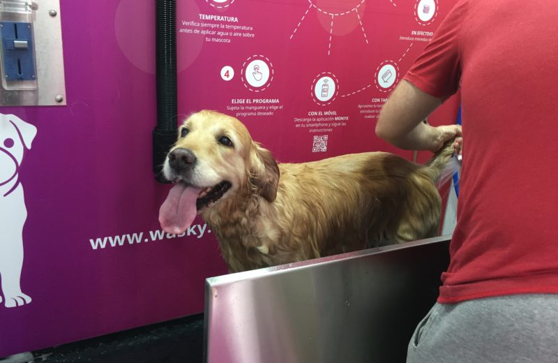 Lava tu perro gratis con Wasky en Alcalá de Henares los días 17,18 y 19 de mayo